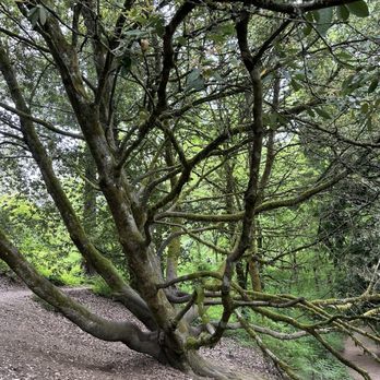 Washington Park - Tree - Parks Near Me - Portland, Oregon Washington Park - Tree - Parks Near Me - Portland, Oregon