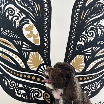 Furlife Vets - Veterinarians Near Me - Delray Beach, Florida Furlife Vets - Veterinarians Near Me - Delray Beach, Florida