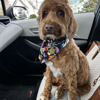Island Paws Spa & Boutique - Australian Labradoodle-After - Pet Groomers Near Me - Middletown, Rhode Island