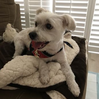 The Spaw - Pet Groomers Near Me - Tustin, California The Spaw - Pet Groomers Near Me - Tustin, California