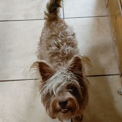 Wet Dog Mobile Pet Grooming - My snorkie was sporting the emo hairstyle and was overdue for a cut.