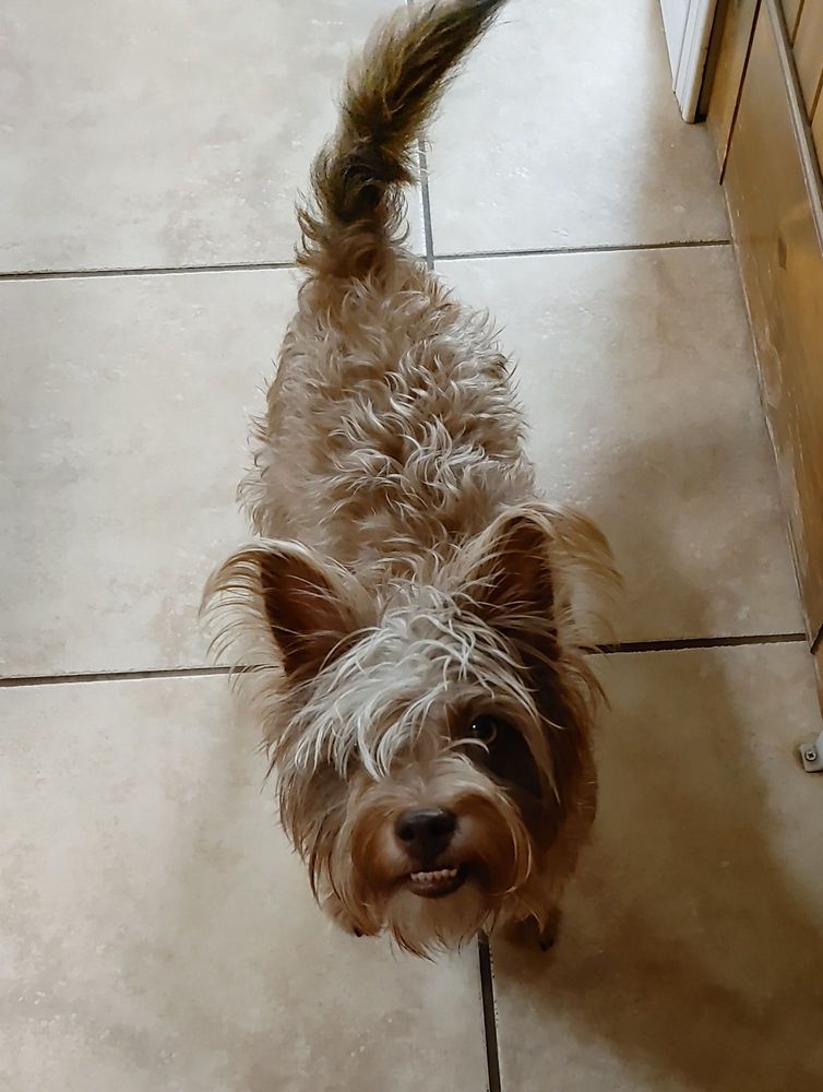 WET DOG MOBILE PET GROOMING Updated September 2024 12 Photos & 12