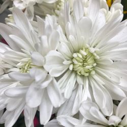 Flower Outlet