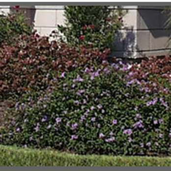 Beach Landscaping - Landscaping Near Me - Myrtle Beach, South Carolina Beach Landscaping - Landscaping Near Me - Myrtle Beach, South Carolina
