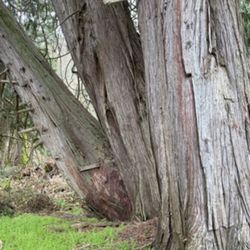 Black Diamond Tree Service