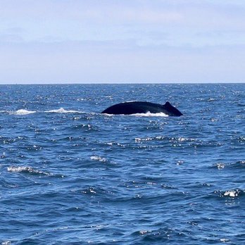 Sub Sea Tours - A whale - Rafting/Kayaking Near Me - Morro Bay, California