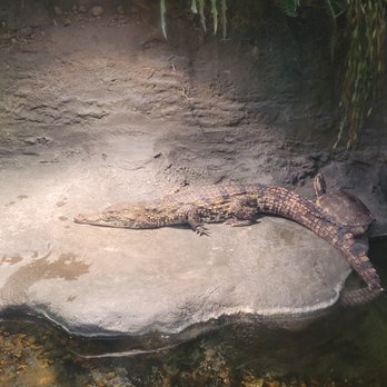Stingray Reef - Baby alligator - Aquariums Near Me - Kemah, Texas Stingray Reef - Baby alligator - Aquariums Near Me - Kemah, Texas