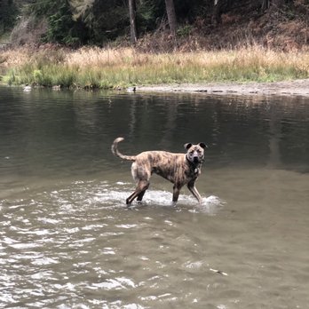 Nitro K-9 - Pet Training Near Me - Bothell, Washington