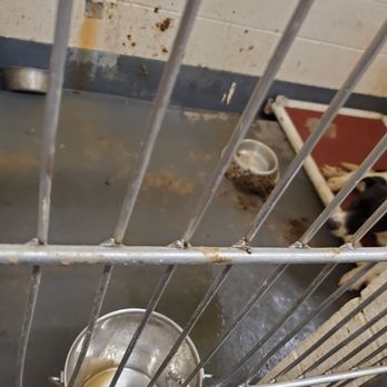 Indianapolis Animal Care Services - Animal Shelters Near Me - Indianapolis, Indiana