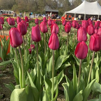 Wicked Tulips Flower Farm - Pick Your Own Farms Near Me - Preston, Connecticut Wicked Tulips Flower Farm - Pick Your Own Farms Near Me - Preston, Connecticut
