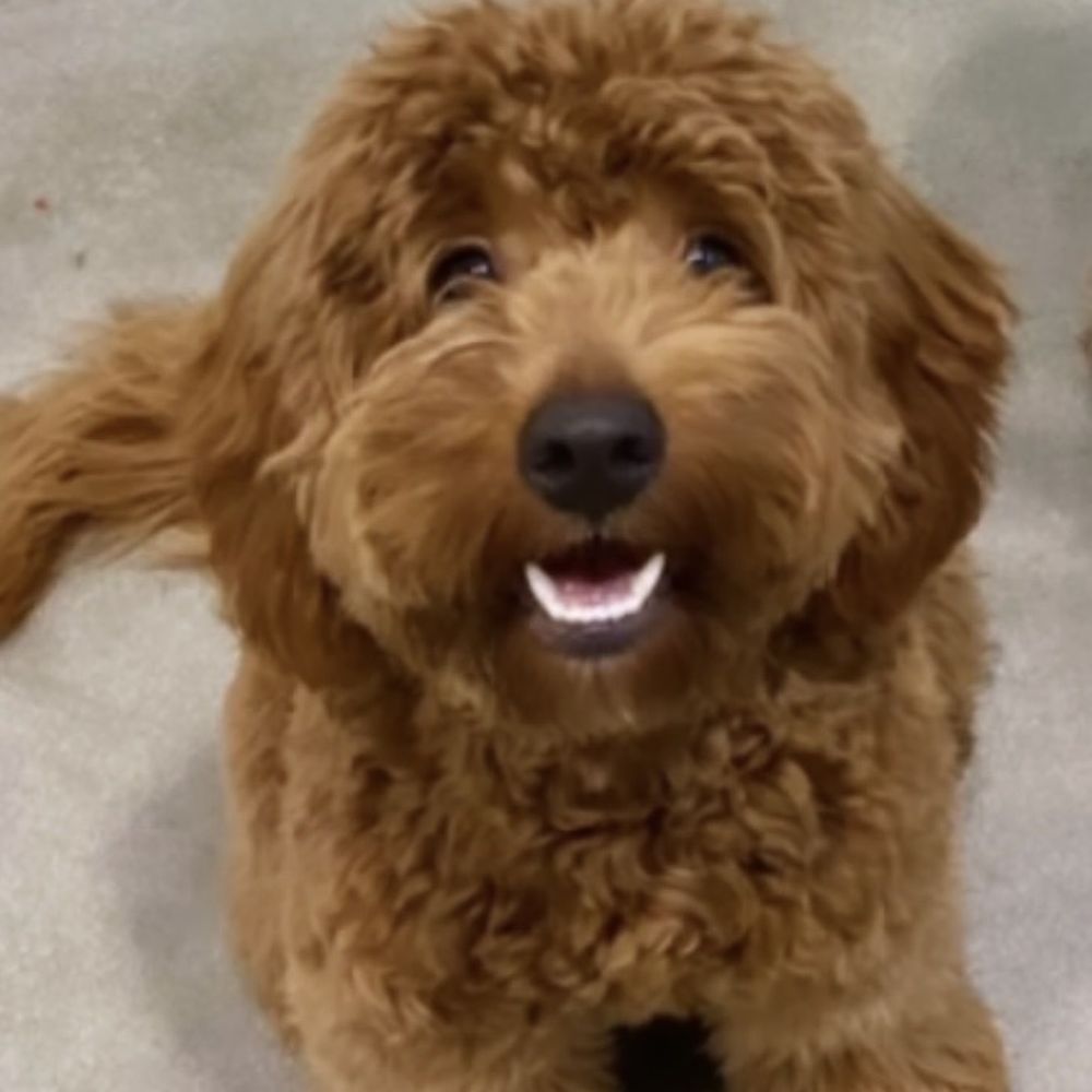 Dogdrop - My pup Dion At Dogdrop - Pet Sitting Near Me - Los Angeles, California Dogdrop - My pup Dion At Dogdrop - Pet Sitting Near Me - Los Angeles, California