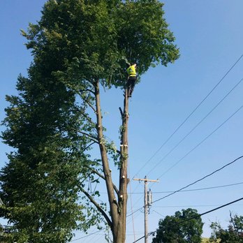 Just-N-Time Tree Service - Linden Tree removal in Taneytown - Tree Services Near Me - Taneytown, Maryland Just-N-Time Tree Service - Linden Tree removal in Taneytown - Tree Services Near Me - Taneytown, Maryland