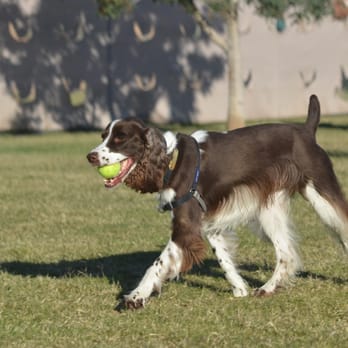 Grovers Basin Dog Park - Dog Parks Near Me - Phoenix, Arizona Grovers Basin Dog Park - Dog Parks Near Me - Phoenix, Arizona