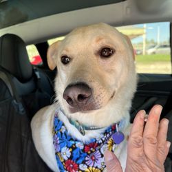 Springdale Kennels - My dog gives Springdale 5 stars!