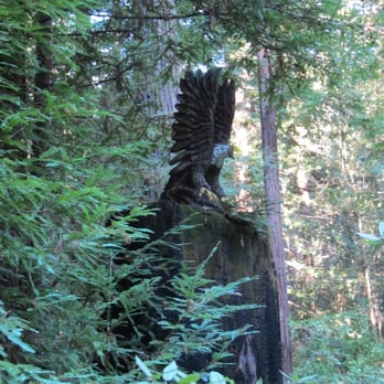 Byrne-Milliron Forest - Hiking Near Me - Corralitos, California