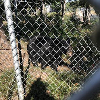 Oswald's Bear Ranch - Cute lil fella - Zoos Near Me - Newberry, Michigan
