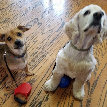Blissful Bark Dog Wash - My boys love coming to Blissful Bark Dog Wash every two weeks. - Pet Groomers Near Me - Flower Mound, Texas Blissful Bark Dog Wash - My boys love coming to Blissful Bark Dog Wash every two weeks. - Pet Groomers Near Me - Flower Mound, Texas
