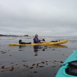 Adventures By The Sea - We've had some curious harbor seal pups in the bay.