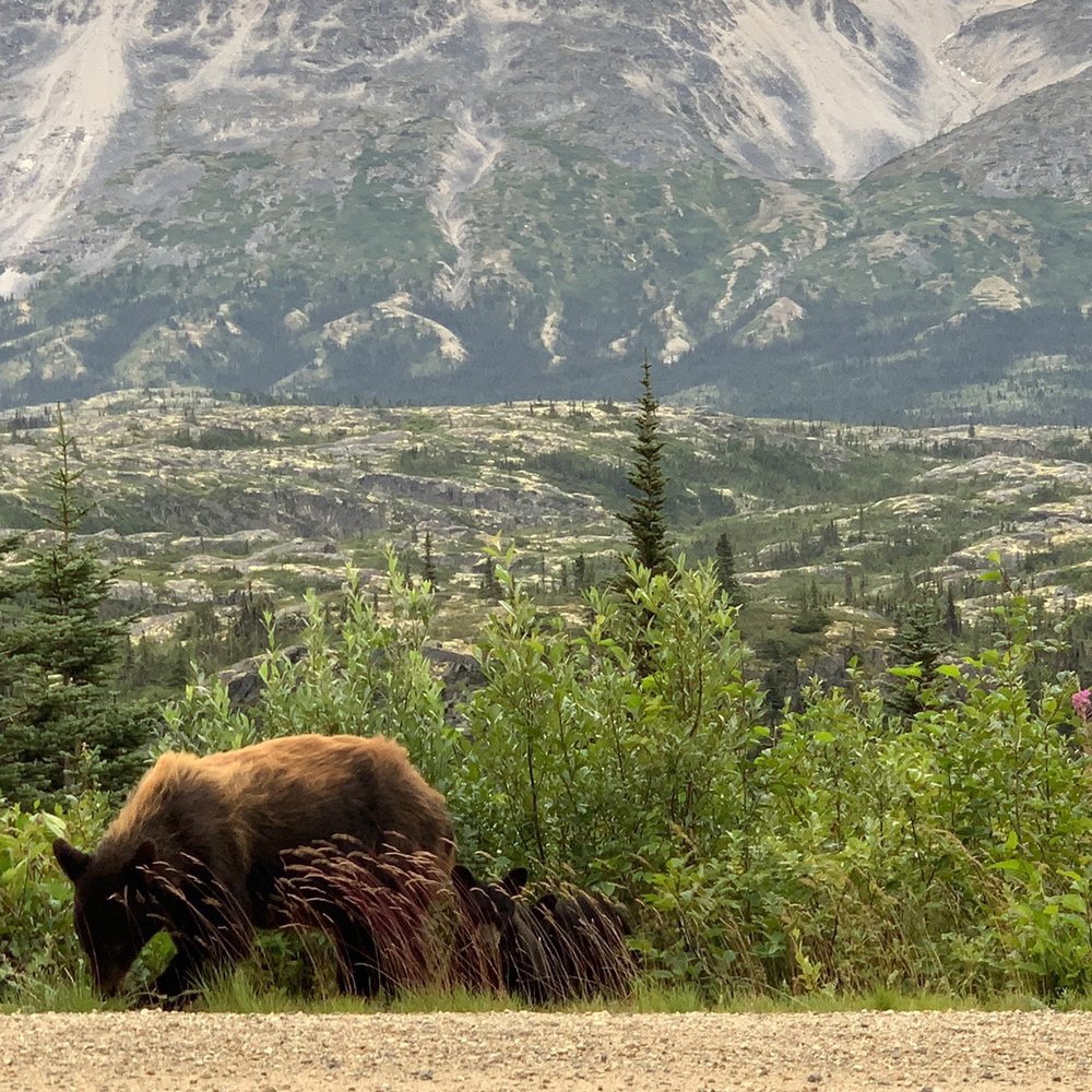 Mama Bear and one of her three cubs!!! Mama Bear and one of her three cubs!!!