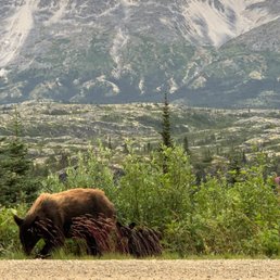 Mama Bear and one of her three cubs!!! Mama Bear and one of her three cubs!!!