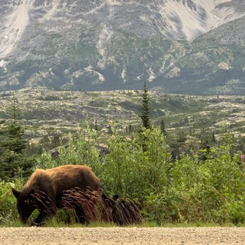 Frontier Excursions & Adventures - Mama Bear and one of her three cubs!!! - Tours Near Me - Skagway, Alaska Frontier Excursions & Adventures - Mama Bear and one of her three cubs!!! - Tours Near Me - Skagway, Alaska