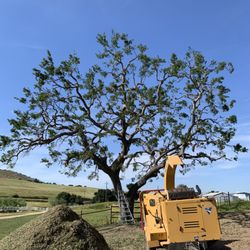 Martinez Tree Service