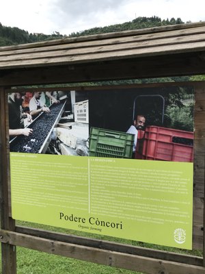 Podere Còncori by null