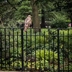 Tompkins Square Park - One of the red-tailed hawks of Tompkins Square Park