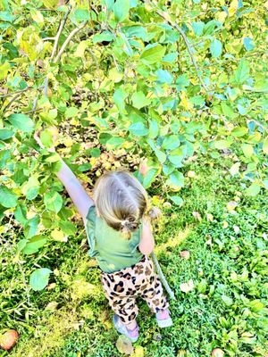 Sky Top Orchard by null