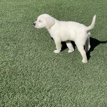 Labs To Love - Pet Breeders Near Me - Lakeside, California Labs To Love - Pet Breeders Near Me - Lakeside, California