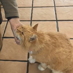 Butters, the House Cat is soft and friendly
