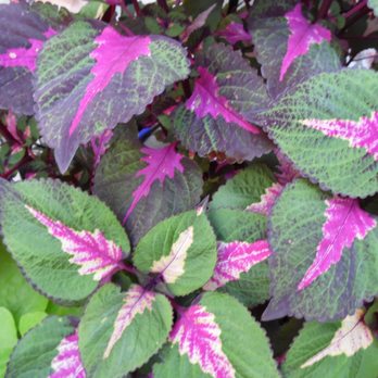 CLC Maintenance Group - a close up of a plant - Landscaping Near Me CLC Maintenance Group - a close up of a plant - Landscaping Near Me