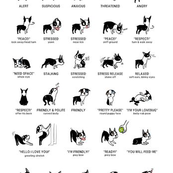 ROOT Dog Training - Pet Training Near Me - Northbrook, Illinois ROOT Dog Training - Pet Training Near Me - Northbrook, Illinois