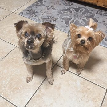 Adorable Pets by Dena - Pet Groomers Near Me - Valrico, Florida Adorable Pets by Dena - Pet Groomers Near Me - Valrico, Florida