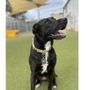 Photo of Puppy Haven - East Roswell