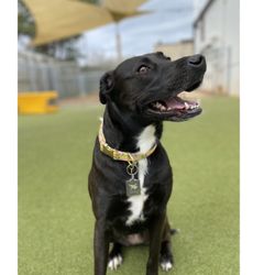 Puppy Haven - East Roswell - Goosey girl on her first day at Puppy Haven!