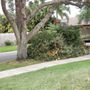 Photo of Lawn & Trees by Irv