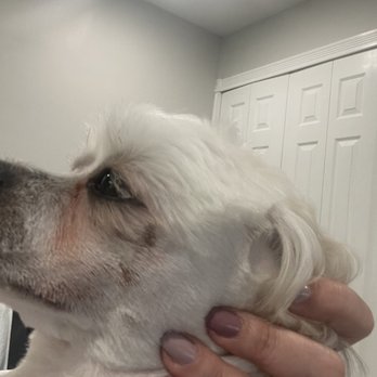 GROOMING SALON - Razor cuts from grooming terrible !!!! - Pet Groomers Near Me - Palisades Park, New Jersey GROOMING SALON - Razor cuts from grooming terrible !!!! - Pet Groomers Near Me - Palisades Park, New Jersey