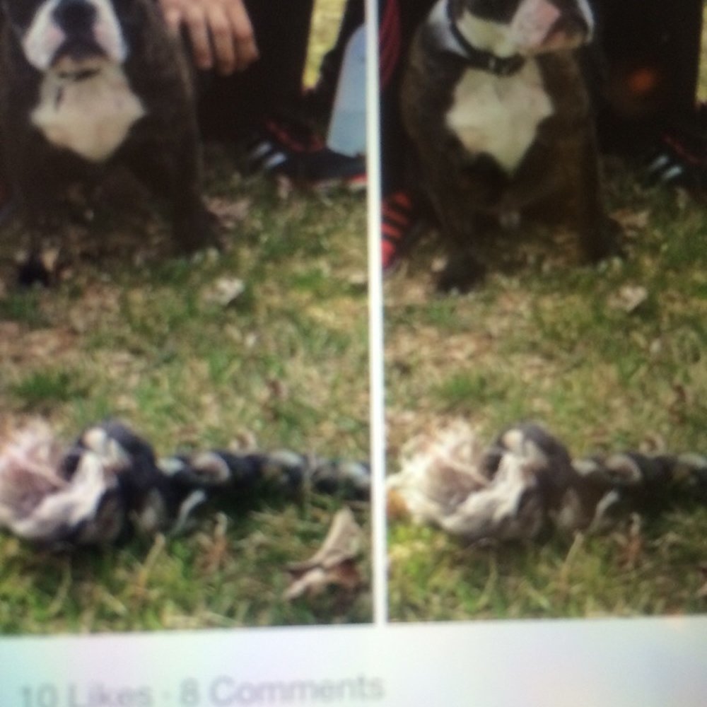 PetSmart - Pet Training Near Me - Crestwood, Illinois