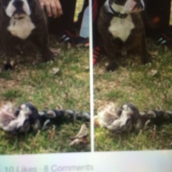 PetSmart - Pet Training Near Me - Crestwood, Illinois PetSmart - Pet Training Near Me - Crestwood, Illinois