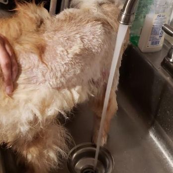 Groomit - Bad haircut - Pet Groomers Near Me