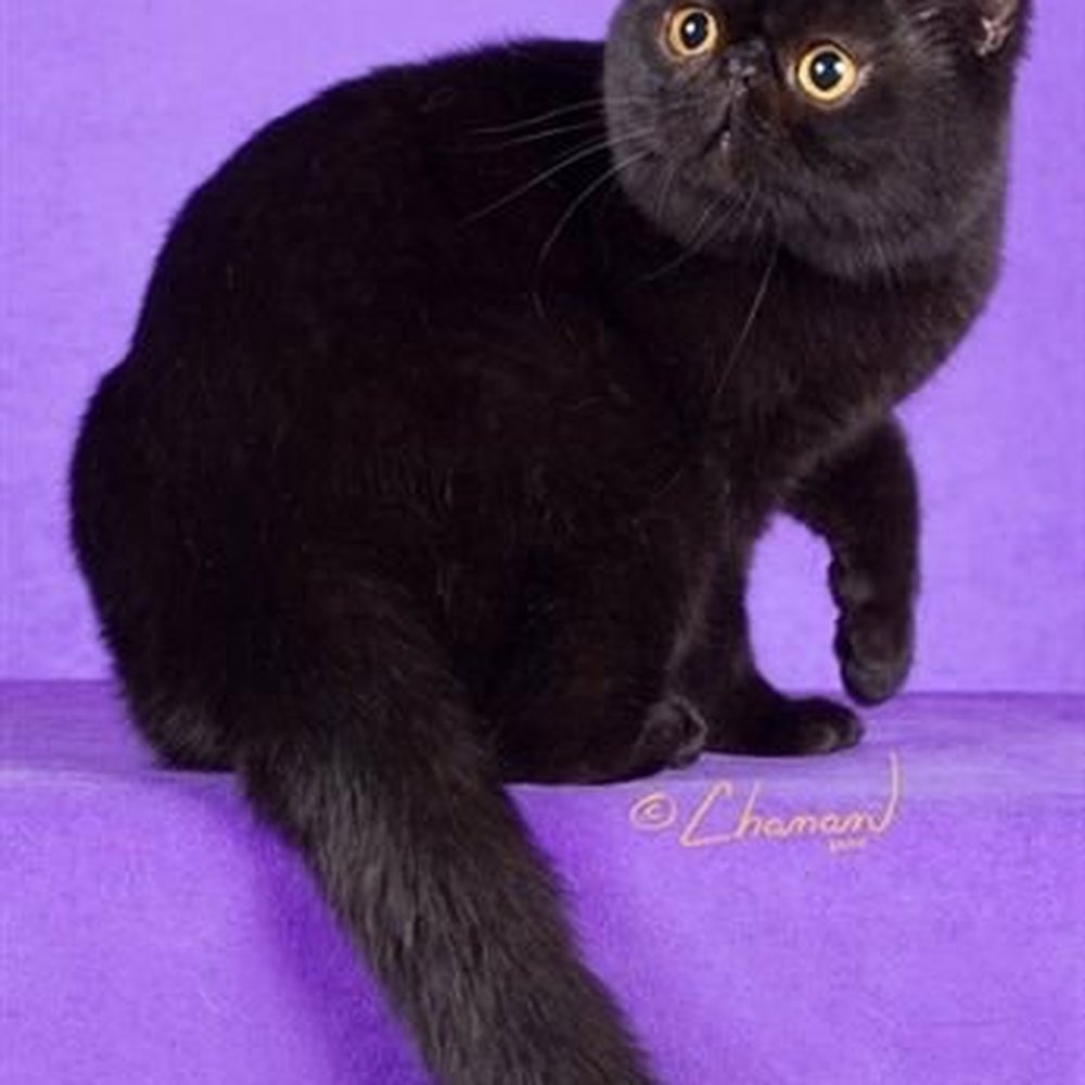 Pinkatz Cattery - Grand Champion, Pinkatz I.B. Chip. - Pets Near Me - Newport, New Hampshire Pinkatz Cattery - Grand Champion, Pinkatz I.B. Chip. - Pets Near Me - Newport, New Hampshire