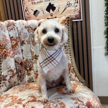 Blue Ribbon Pet Grooming - Beans after grooming - Pet Groomers Near Me - Tustin, California Blue Ribbon Pet Grooming - Beans after grooming - Pet Groomers Near Me - Tustin, California