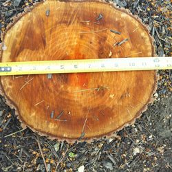 Buckeye Stumps