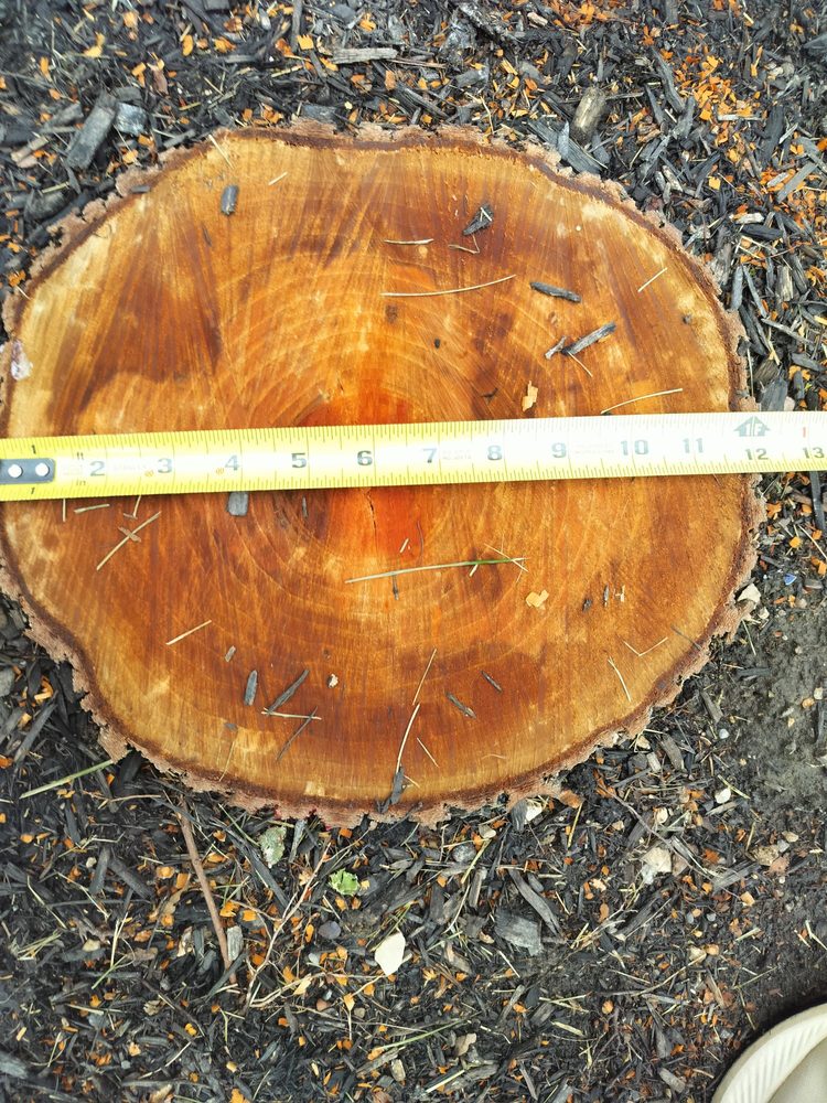 Buckeye Stumps - tree service in Powell, OH