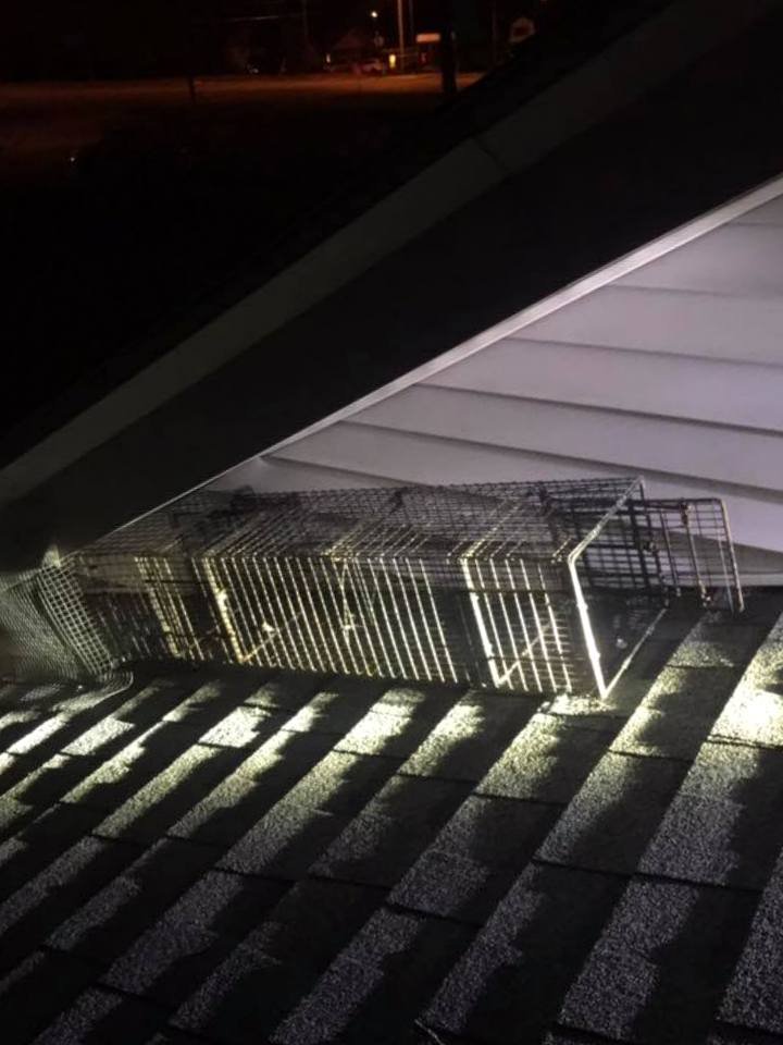 PEST ANIMAL REMOVAL BUFFALO Request a Quote 40 Photos 174 Dingens