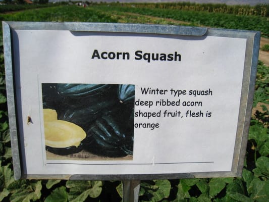 Gilcrease Orchard by null