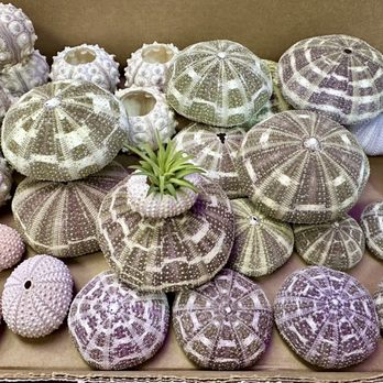 Air Plant Hub - All the shells arrived in perfect shape! Not one single shell was broken or cracked. Thank you for packing them so carefully! - Nurseries & Gardening Near Me Air Plant Hub - All the shells arrived in perfect shape! Not one single shell was broken or cracked. Thank you for packing them so carefully! - Nurseries & Gardening Near Me
