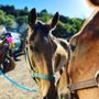 Photo of Revival Equine