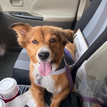The Dog Stop - Deerfield - Pet Boarding Near Me - Deerfield, Illinois